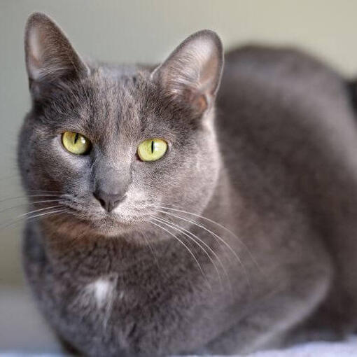 Korat kat zit op het tapijt