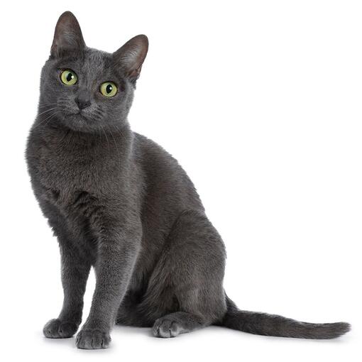 Korat Kattenras