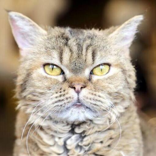 LaPerm Kat