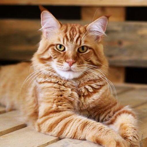 Rode Maine Coon ligt op de tafel
