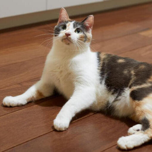 Manx kat ligt op de vloer