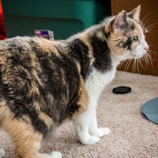 Manx Kattenras