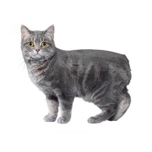 Manx Kattenras