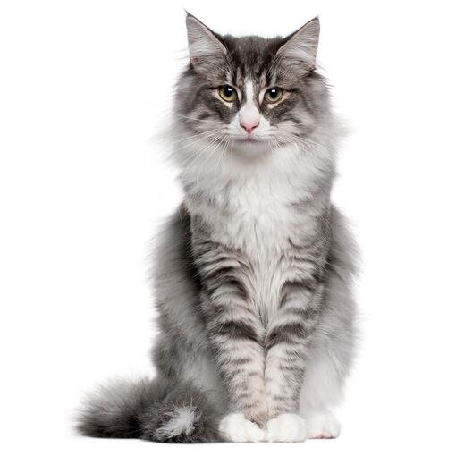 Noorse Boskat Kattenras