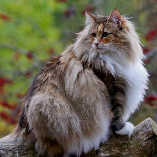 Noorse Boskat Kattenras