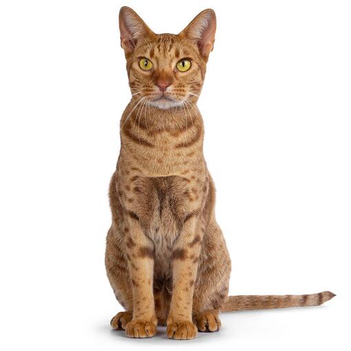 Ocicat Kattenras