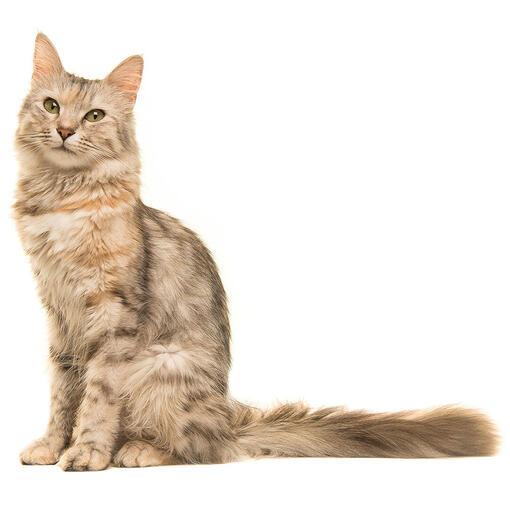 Oosters Langhaar Kattenras