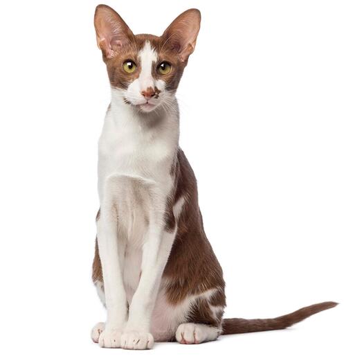 Oosters Korthaar Kattenras