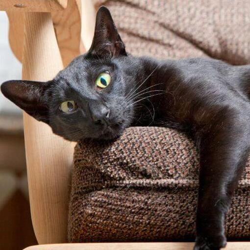 Oosters Korthaar Kattenras