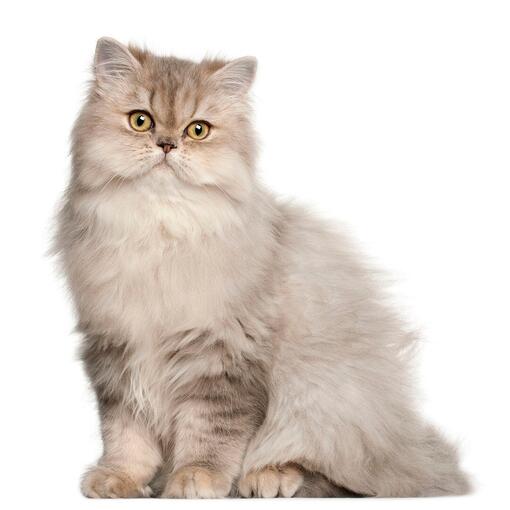Perzische Langhaar Kattenras