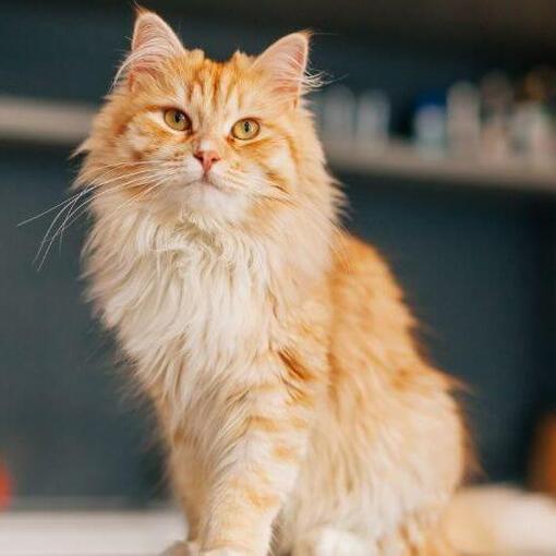Perzische Langhaar Kattenras