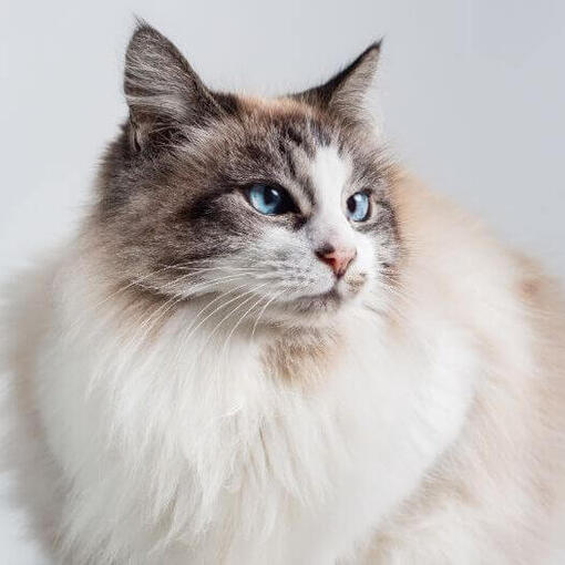 Ragdoll kat is aan het rusten