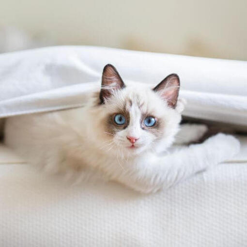 Ragdoll Kattenras