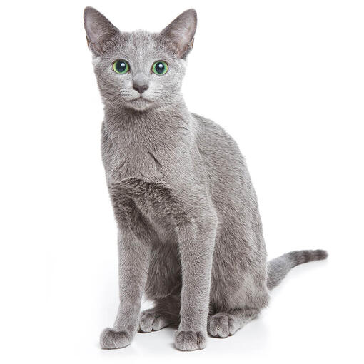 Blauwe Rus Kattenras