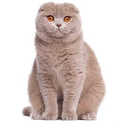 Schotse Vouwoorkat Kattenras
