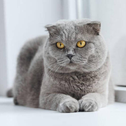Schotse Vouwoorkat Kattenras