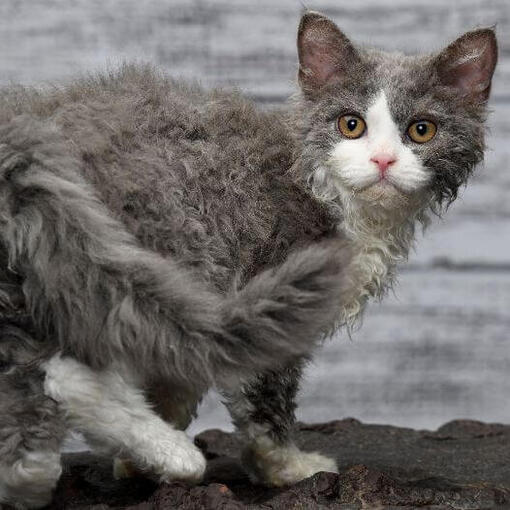 Selkirk Rex kat kijkt speels