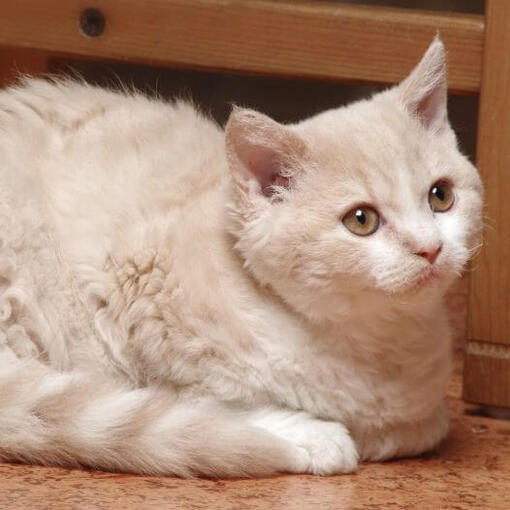 Selkirk Rex Kattenras