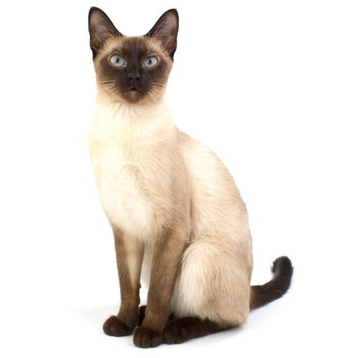 Siamees Kattenras