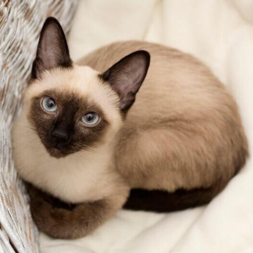Siamese kat ligt in een rieten mand