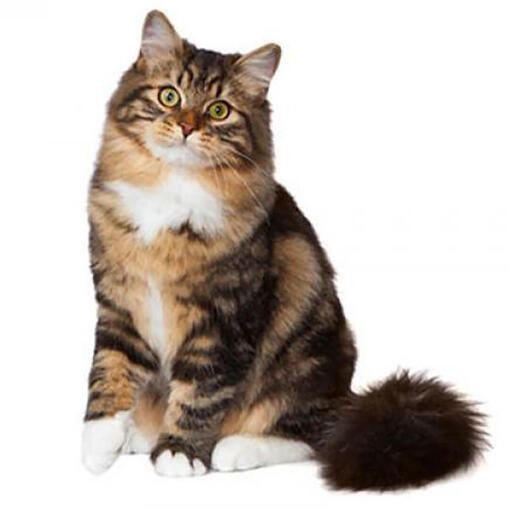 Siberische kat Kattenras