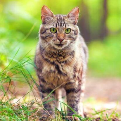 Siberische kat loopt door het bos