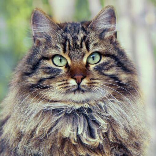 Siberische kat Kattenras