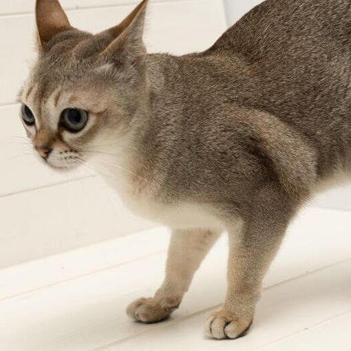 Singapura kat is aan het kijken naar de muis en wilt spelen