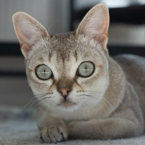 Singapura Kattenras