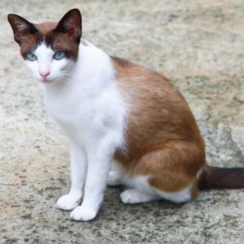 Snowshoe Kattenras