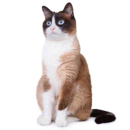 Snowshoe Kattenras