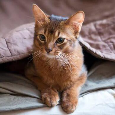 Somali Kattenras