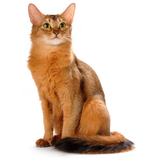 Somali Kattenras