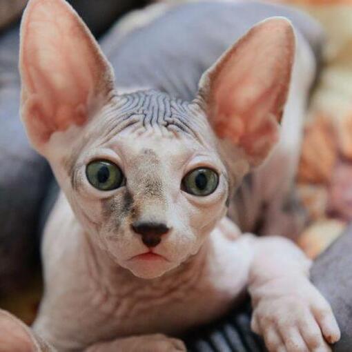 Sphynx kat staat op de vensterbank