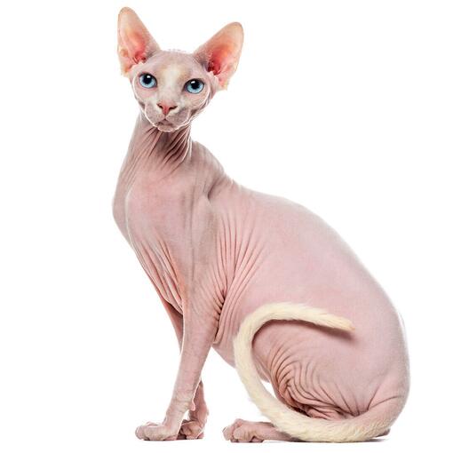 Sphynx Kattenras