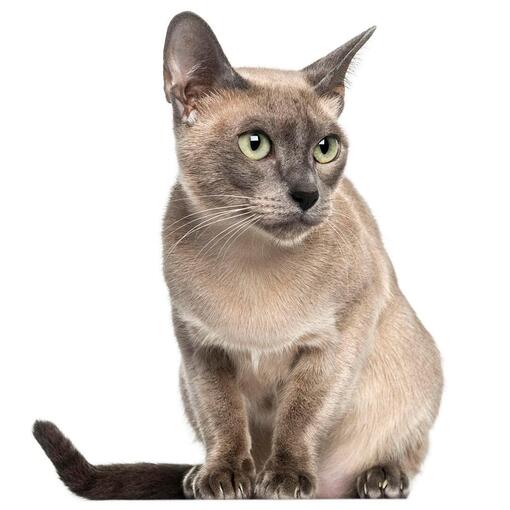Tonkanees Kattenras