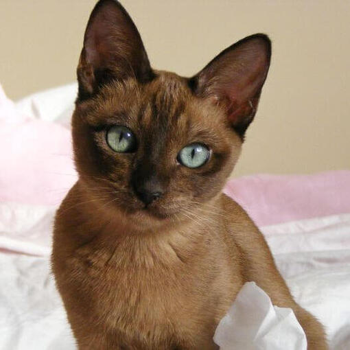 Tonkanese kat zit op het bed