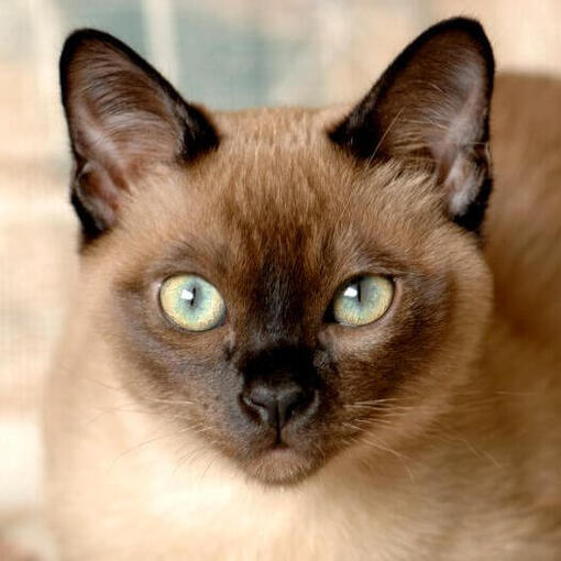 Tonkanees Kattenras