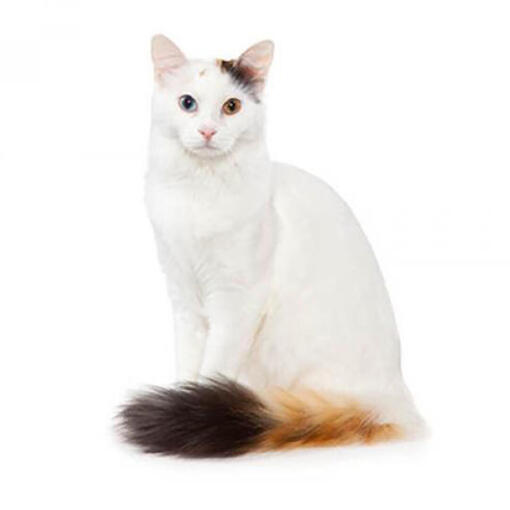 Turkse Van Kattenras