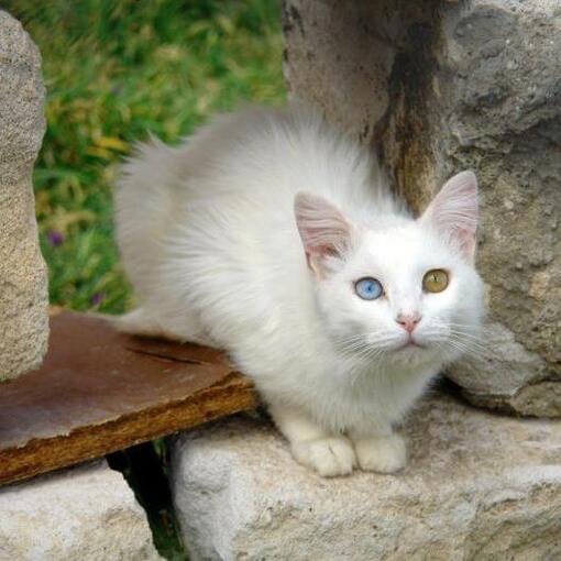Turkse Van Kattenras