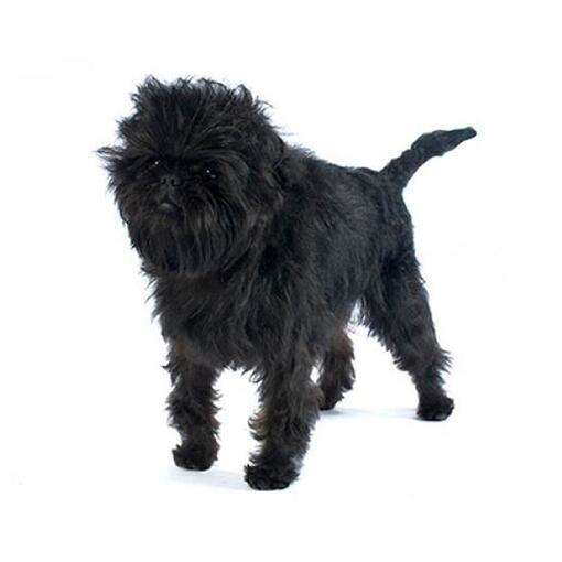 Affenpinscher hondenras