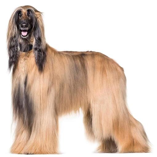Afghaanse Windhond hondenras