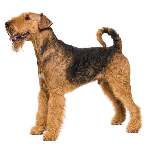 Airedale Terriër Hondenras