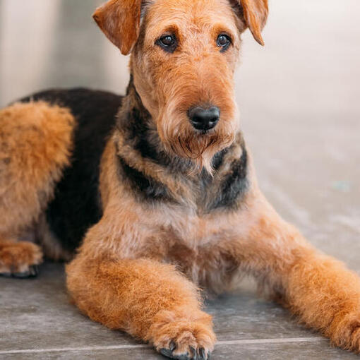 Airedale Terriër ligt op de vloer