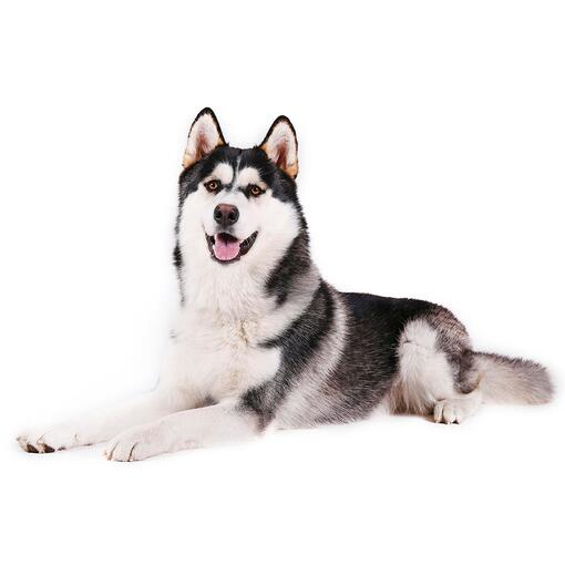 Alaska Malamute Hondenras