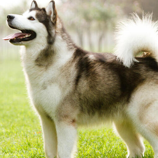 Alaska Malamute Hondenras