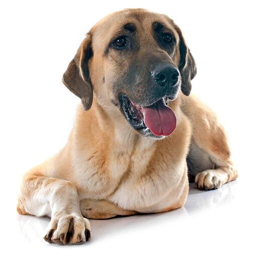 Anatolische Herder Hondenras