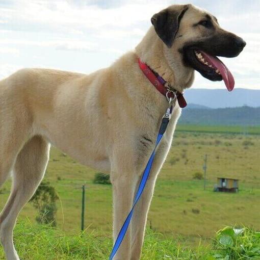 Anatolische herder staat in het veld