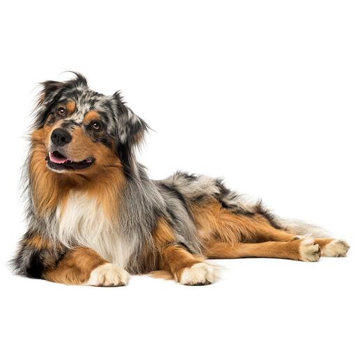 Australian Shepherd Hondenras