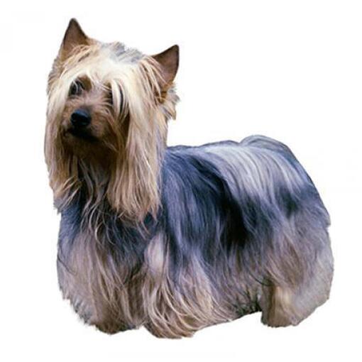 Australian Silky Terriër Hondenras